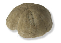 F 20184
<br/>
<br/>
<em></em>